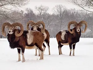 Mouflons: European Mouflon