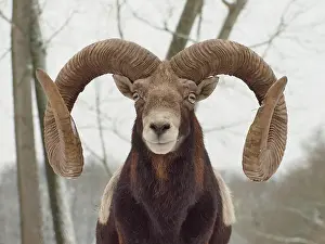 Mouflons: European Mouflon