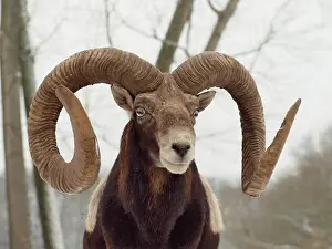 Mouflons: European Mouflon