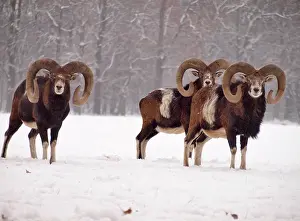 Mouflons: European Mouflon