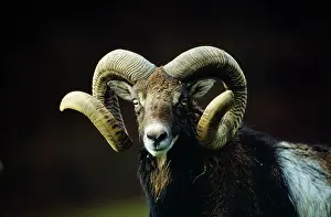 Spirals: EUROPEAN MOUFLON - close-up of male