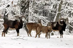 Mouflons: European Mouflon - herd in snow