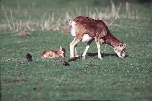 Introduced: EUROPEAN MOUFLON and KID - grazing, Starlings also feeding
