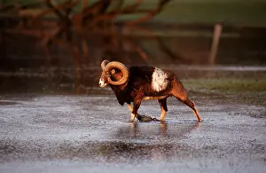 Introduced: EUROPEAN MOUFLON - male in water