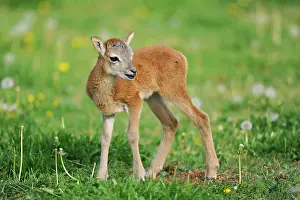 Mouflons: European Mouflon (Ovis ammon musimon), lamb, state