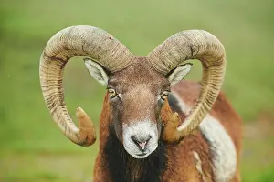 Ovis: European mouflon (Ovis aries musimon) ram, portrait