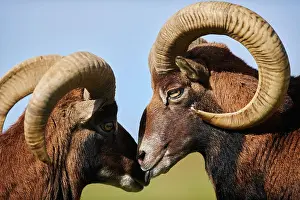 Ovis: European mouflon (Ovis aries musimon ram (male)