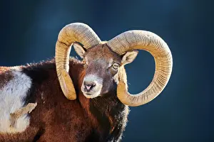 Ovis: European mouflon (Ovis aries musimon ram (male)