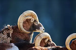 Ovis: European mouflon (Ovis aries musimon ram (male)