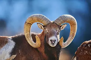Ovis: European mouflon (Ovis aries musimon ram (male)