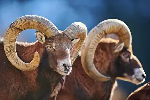 Ovis: European mouflon (Ovis aries musimon ram (male)