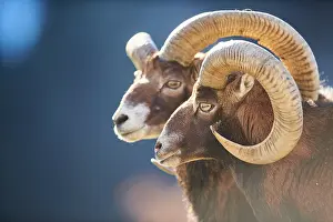 Ovis: European mouflon (Ovis aries musimon ram (male)