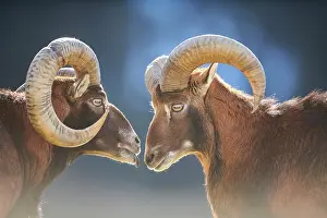 Ovis: European mouflon (Ovis aries musimon ram (male)