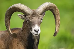 Picturesque: European mouflon (Ovis aries musimon ram (male) portrait