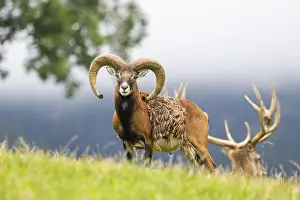 Picturesque: European mouflon (Ovis aries musimon) ram standing on a meadow