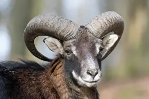 Mouflons: European mouflon (Ovis orientalis musimon), portrait
