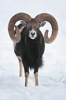 Curved: European mouflon (Ovis orientalis musimon), ram