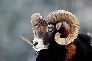 300517: European Mouflon (Ovis orientalis musimon), ram
