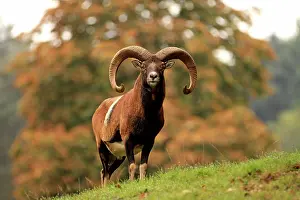 Mouflons: European Mouflon Ram Germany (Ovis musimon)