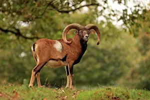 Mouflons: European Mouflon Ram Germany (Ovis musimon)
