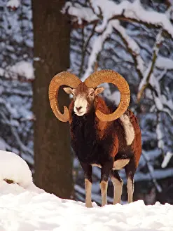 Musimon: European Mouflon - ram in snow