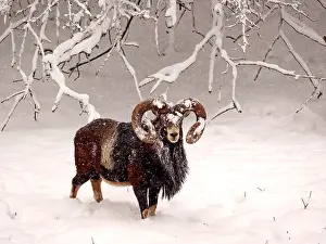 040319: European Mouflon-ram standing in snow covered forest