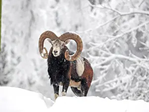 040319: European Mouflon-ram standing in snow covered forest