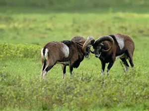 Mouflons: European Mouflon - rams fighting