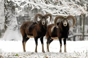 Mouflons: European Mouflon - rams in snow