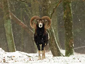 Mouflons: European Mouflon in the snow in winter in Germany