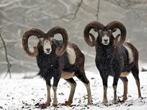 Mouflons: European Mouflon in the snow in winter in Germany