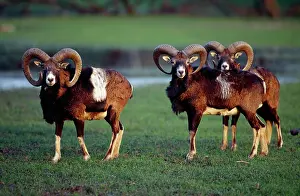 Mouflons: European Mouflon - x three males