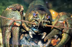 Noble: European / Noble / Broad-fingered CRAYFISH