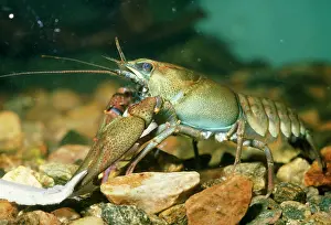 Noble: European / Noble / Broad-fingered CRAYFISH