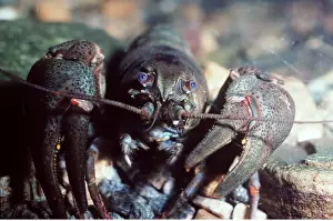 Broad: European / Noble / Broad-fingered CRAYFISH