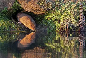Voles: European / Northern Water Vole - along canal bank