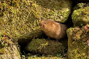 Voles: European / Northern Water Vole - coming out of