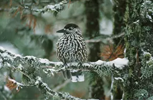 Nutcracker: EUROPEAN NUTCRACKER - on snowy branch