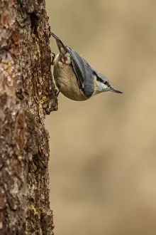 050618: European Nuthatch - climbing a tree - Castilla Leon, Spain