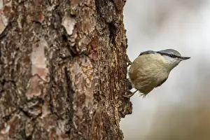 050618: European Nuthatch - climbing a tree - Castilla Leon, Spain