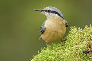 Brais Seara Fernandez: European Nuthatch (Sitta europaea) - resting on
