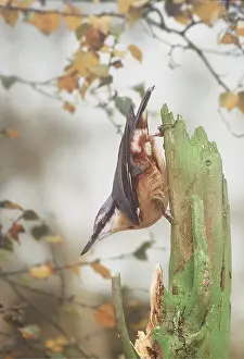 Nuthatches: EUROPEAN NUTHATCH - on tree stump