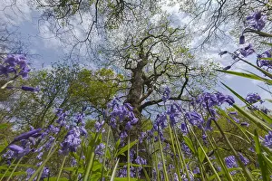 Nottinghamshire: European oak - newly greened huge oak tree and blooming