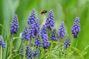 Orchard: European Orchard bee - adult orchard bee in flight approachi