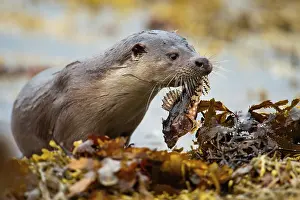 Bubalis: European Otter