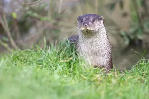 Surrey: European Otter