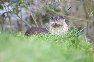 Surrey: European Otter