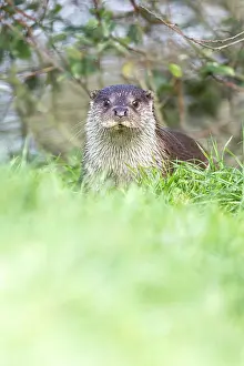 Surrey: European Otter