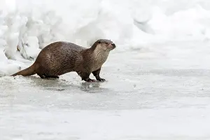 Tierfreigelande: European Otter