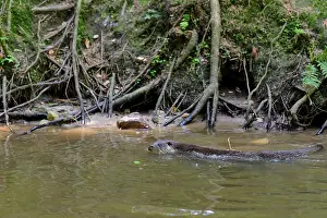 V Stra: European Otter